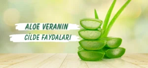 Aloe Vera Bitkisi Cilt İçin Kullanılır mı? Faydaları ve Zararları